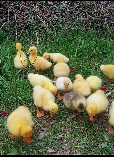 ordek balasi ne yeyir: Məhsul: ördək balaları (paça ayaqlı, sarı tüklü civcivlər) Təsvir: - — 1