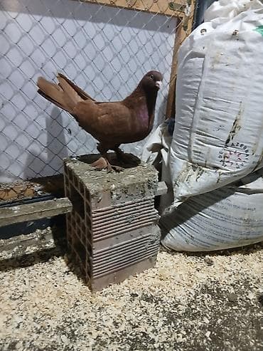 qaz balalari satilir: Iki balaca çili var enli quyruq — 1