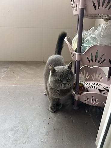 Quşlar: Britan, Dişi, Ünvandan götürmə, Pulsuz çatdırılma — 4