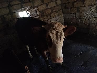 limuzin inek: Satılır: Simmental düyə 1yas 3ayliqdi — 3