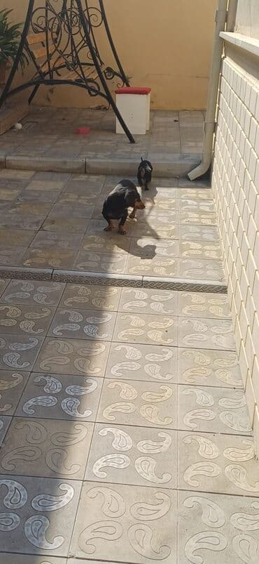 pişik balası satılır: Dachshund (taksa) balası – erkək - Yaş: 3 ay 5 gün - Rəng — 2
