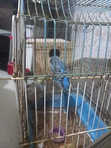 Dalmatin rəngli dalğalı dimdik (papuqay) və qəfəs daxil satlir sekilde