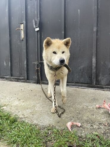 satliq ov itleri berde: Akita-inu, 9 ay, Dişi — 2