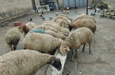 Boğaz qoyunlar satilir