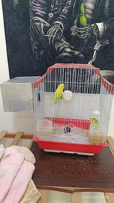 Təcili Satılır Hamısı Bir Yerdə Qəfəslə Birgə