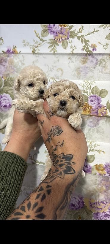 Кошки: 2 месяца, Самка, С прививками, Самовывоз — 1