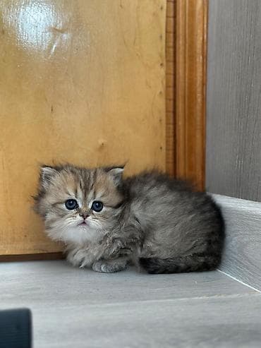 meyn kun pişiyi: Britan — 3