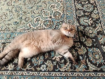 Salam hər kəsə Şinşila cinsi Erkək pişik satılır 1 yaşin tamam edib