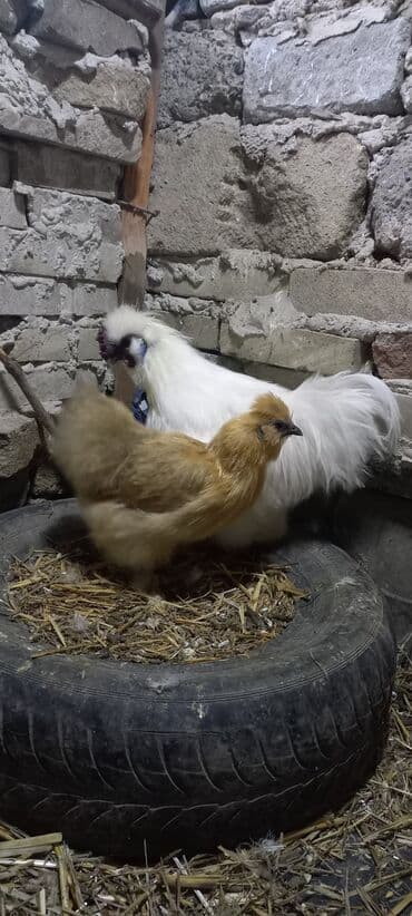 coban iti balası: Pon Pon Cütü 65 azn — 2