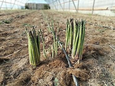 ad günü tort şekilleri: Məhsul: Qulançar Yaşıl #Asparaqus (sparja) – istixanada — 4