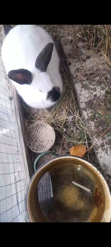 Toyuqlar: 1 erkək 1 yaş. 2 dişi 9 aylıq. 16 ədəd 1 aylıq bala. 1 erkək 1 dişi 3 — 3