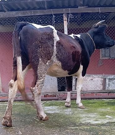 Simental tipli inək – qara-ağ-qəhvəyi rəngdə, buynuzlu. Sağım üçün