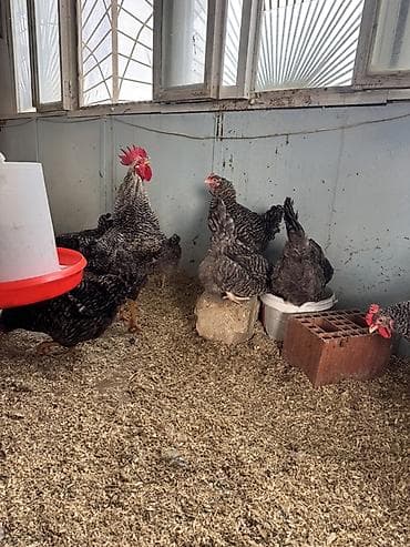 kənd toyuqlarının satışı: Toyuq, Damazlıq, Ödənişli çatdırılma — 8