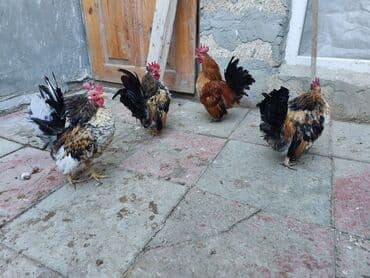 kənd toyuqu: Toyuq, Damazlıq — 1