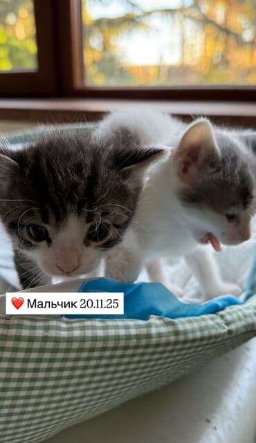 отдам котят в добрые руки: Erkək, Dişi, Yaxşı əllərə — 3