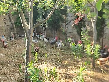 donuz eti: 30 Yumurtayan toyuq 3ədəd Xarkov xoruzu opşi 33 dənədir satılır tam — 3
