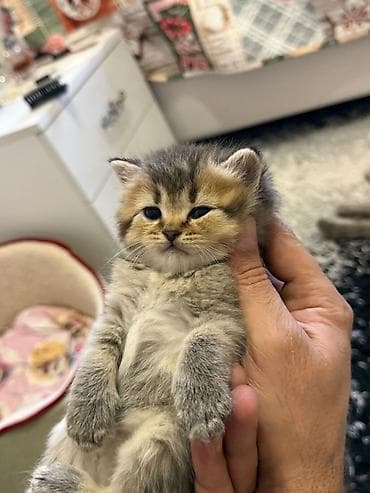 cins qazlar: Şotland yastı qulaq, Yaxşı əllərə — 7