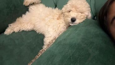 карликовый пудель цена: Пудель, 3 месяца, Самка, С прививками, Самовывоз — 1