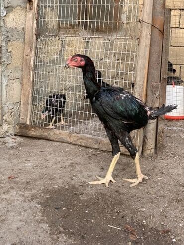 heyratı barter: Xoruz, Heyratı, il: <1 — 2