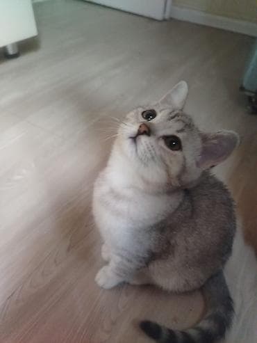 pişik balasi: Gümüş rəngli, zolaqlı naxışları olan ev pişiyi balası. Şirin yuvarlaq — 4