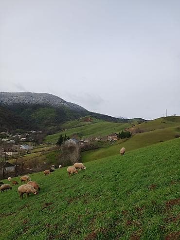 Quşlar: Satlıq qoyun sürüsü - Növlər: yerli ətlik və yunlu qoyunlar, analar — 1