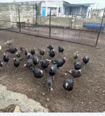 Digər heyvanlar: Digər quşlar — 2