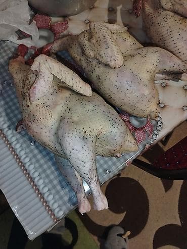 herati xoruz satisi: Dişi, Kanada, Damazlıq, Ödənişli çatdırılma — 1