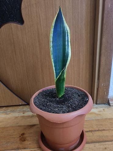 devedabani bitkisi: Sansevieria gülü satılır - Bitki: Sansevieria trifasciata — 3