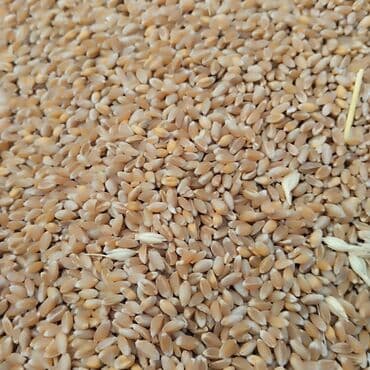 demir seyf qapi: Məhsul: Buğda dənəsi (taxıl) Təsvir: - Təmizlənmiş, bərabər ölçülü — 2