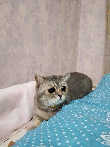 art tekstil: Rəng - Bənövşəyi Mikrofiber Pled — 5