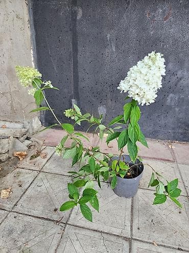 çöl sarmaşığı: Ağ çiçəkləri olan panikulyar hortensiya (Hydrangea paniculata) – — 7