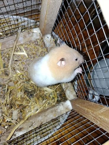 Hamster satilir disidi qedesle birge real alici yazdin unvan kürdaxanı