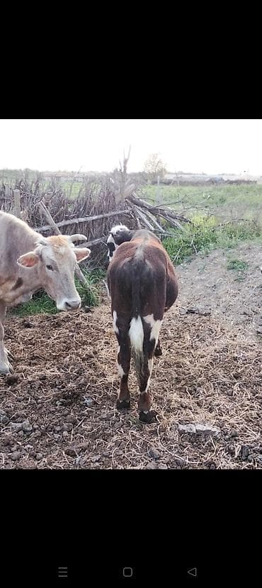 mal bazarı: Məhsul: Dana (qara-ağ rəngli) - Növ: Yerli/metis ətlik tipli dana - — 3