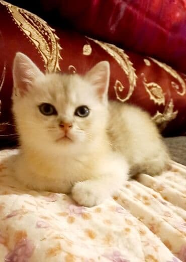 azerbaycanca pişik adlari: Britan, Erkək, Dişi, Yaxşı əllərə, Ünvandan götürmə — 1