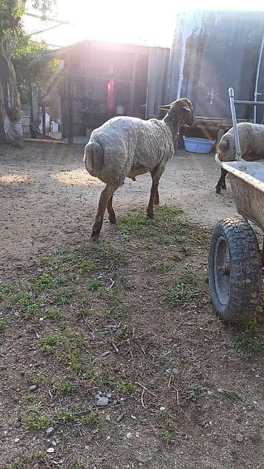 cuce yem qabi: Qurbanlıq toğlu. erkək diri cəki 10 manata satılır ünvan Binə — 2
