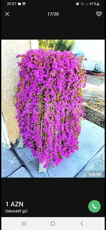 Asıl asılan saksıda ətli bitki – Succulent (Delosperma/“Ice plant”