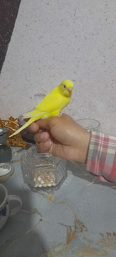 Ələ öyrəşmiş quşdu kim isdese videolarinida ataram baxar