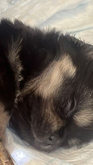 Quşlar: Micro Poodel . - Cins: kiçik ölçülü dekorativ (Micro poodel) - Rəng — 4