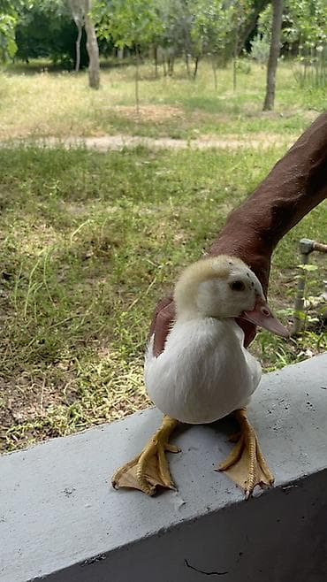 sirin dovsan sekilleri: Muscovy (hind) ördək balası - Cins: Muscovy/hind ördəyi - Rəng: ağ — 3