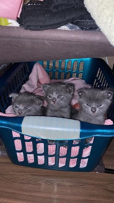 cütlə: Şotland yastı qulaq, Erkək, Dişi, Yaxşı əllərə, Ünvandan götürmə — 5