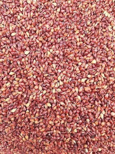 Семена: Süpürgə toxumu yüksək keyfiyyətli, əla məhsuldarlıq, təmizlənmiş — 3