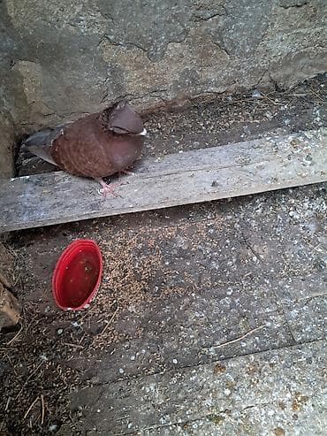 goyercin sumqayit: Qəhvəyi rəngli dekorativ göyərçin - Növ: dekorativ/reksion tipli — 2