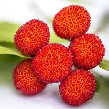 Çiyələk ağacı,dibçeklerde.Sifarişləri Bakıya çatdırmaq lalafo.az -da Çiyələk ağacı,dibçeklerde.Sifarişləri Bakıya çatdırmaq