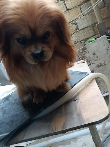 qurdbasar balaları: Pekines — 4