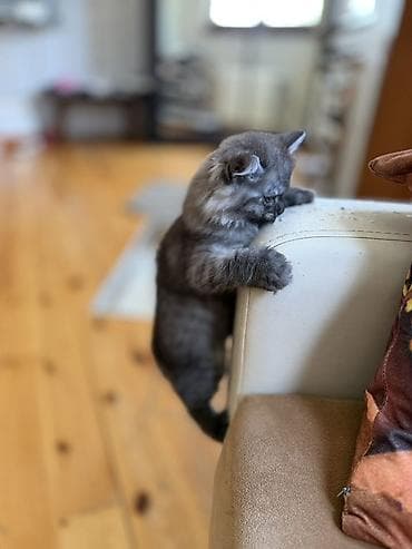 pișik: Tüstü-boz rəngli, uzun və qalın tüklü balaca pişik. Yumru sifət, iri — 3
