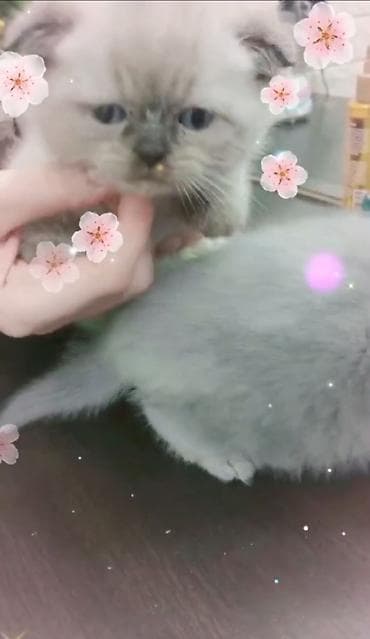 pişik: Erkək — 2