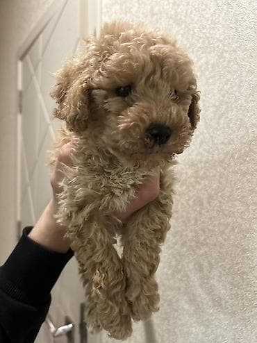 toy pudel haqqinda: Pudel, 1 ay, Peyvəndli — 1