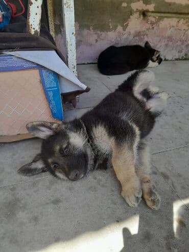 1 aylık doberman: Alman çoban iti, 3 ay — 3