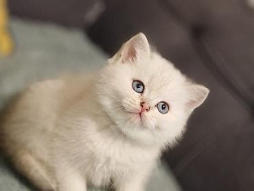 pulsuz pişik: Britan — 4