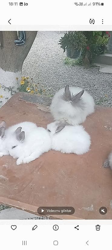 Гуси: Angora tipli dekorativ dovşan balaları
satılır. 10. m — 2